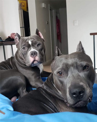 Photo of Kane & Bella, two beautiful grey short haired dogs