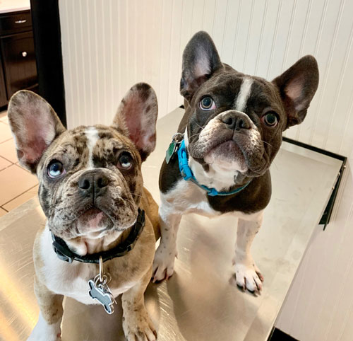 Two Boston Terrier dogs look up at the camera at the vet's.