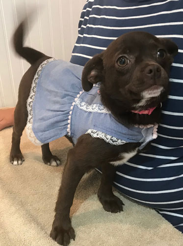 Photo of small black puppy wearing a blue dress and wagging its tail