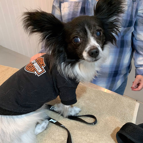 Photo of a small furry dog wearing a Harley Davidson shirt