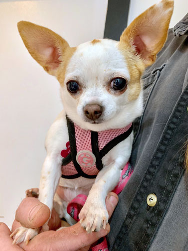 Photo of a very small dog with perky ears