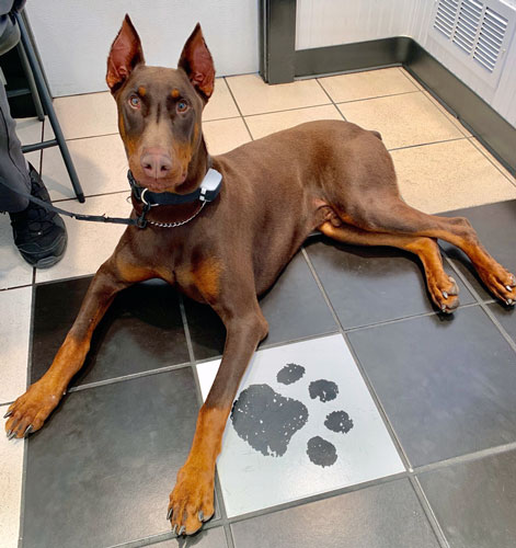 Photo of a Doberman Pinscher sitting next to a paw print on the floor tile